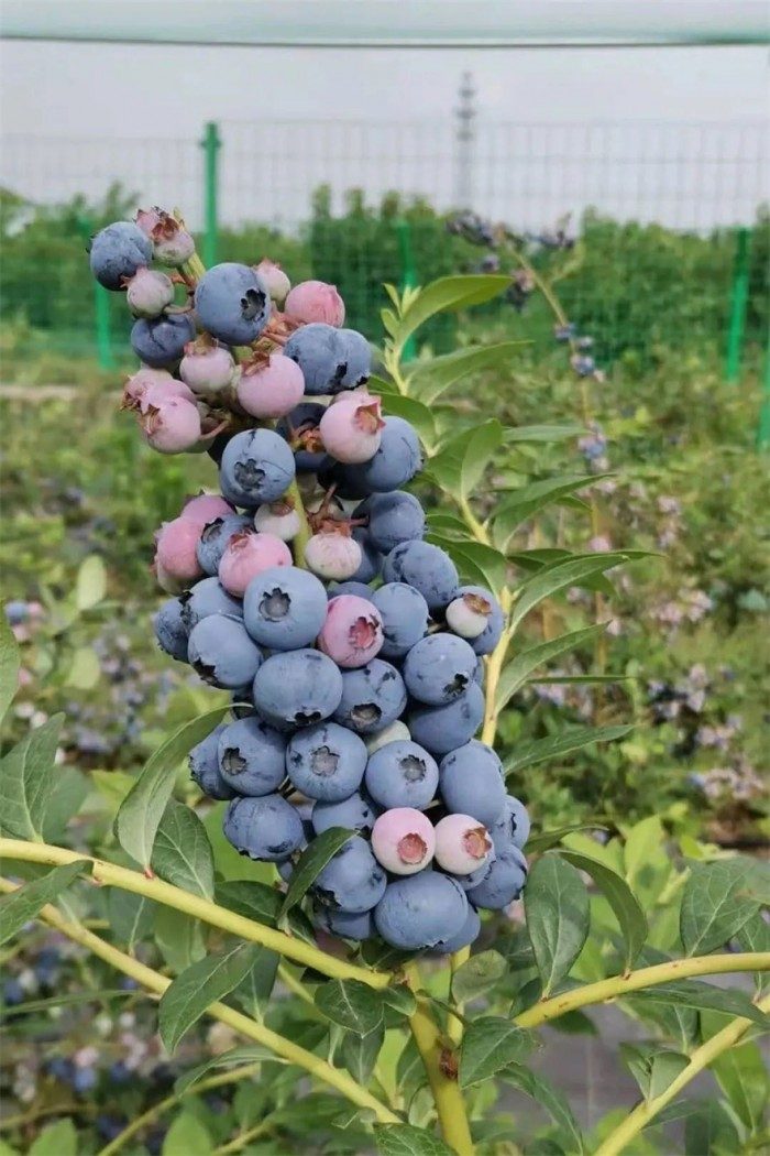 蓝莓采摘